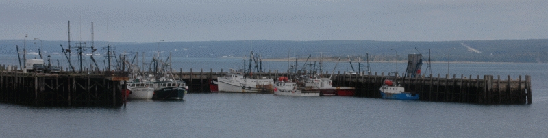 Digby Scallop Fleet